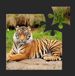 puzzle_tigre